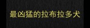 最凶猛的拉布拉多犬