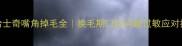 哈士奇嘴角掉毛全换毛期口腔问题过敏应对指南