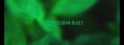 怎样增加猫咪食欲