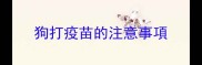 狗打疫苗的注意事項