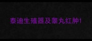 泰迪生殖器及睾丸红肿