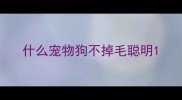 什么宠物狗不掉毛聪明
