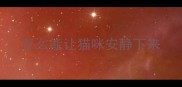 怎么能让猫咪安静下来