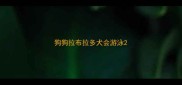 狗狗拉布拉多犬会游泳