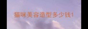 猫咪美容造型多少钱