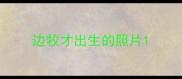 边牧才出生的照片