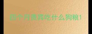 四个月贵宾吃什么狗粮