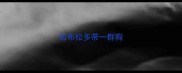 拉布拉多带一群狗