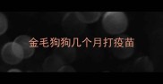 金毛狗狗几个月打疫苗