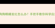 狗狗眼睛发红怎么办手把手教你科学应对