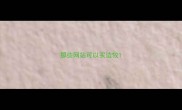 那些网站可以买边牧
