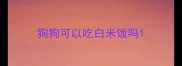 狗狗可以吃白米饭吗