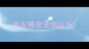 西安哪里宠物店多