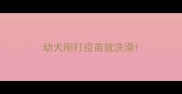 幼犬刚打疫苗就洗澡