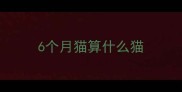 6个月猫算什么猫