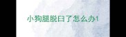 小狗腿脱臼了怎么办