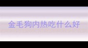 金毛狗内热吃什么好