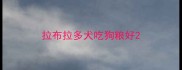 拉布拉多犬吃狗粮好