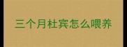 三个月杜宾怎么喂养