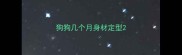 狗狗几个月身材定型