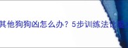 拉布拉多对其他狗狗凶怎么办5步训练法让爱犬友好相处