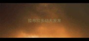 拉布拉多幼犬发育
