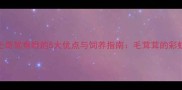 哈士奇鸳鸯眼的5大优点与饲养指南毛茸茸的彩虹眼