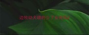 边牧幼犬喂的少了会死吗