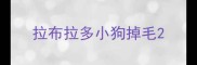 拉布拉多小狗掉毛