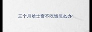 三个月哈士奇不吃饭怎么办