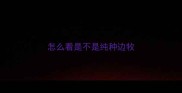 怎么看是不是纯种边牧
