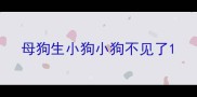 母狗生小狗小狗不见了