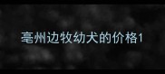 亳州边牧幼犬的价格