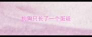 狗狗只长了一个蛋蛋