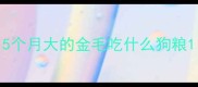 5个月大的金毛吃什么狗粮