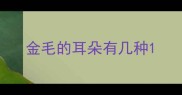 金毛的耳朵有几种
