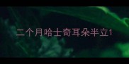 二个月哈士奇耳朵半立