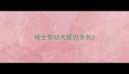 哈士奇幼犬尾巴多长
