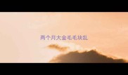 两个月大金毛毛块乱