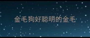 金毛狗好聪明的金毛