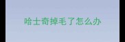 哈士奇掉毛了怎么办