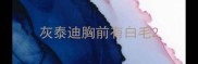 灰泰迪胸前有白毛