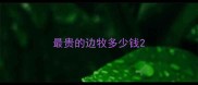 最贵的边牧多少钱