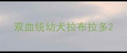 双血统幼犬拉布拉多