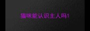 猫咪能认识主人吗