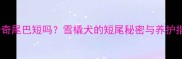 哈士奇尾巴短吗雪橇犬的短尾秘密与养护指南