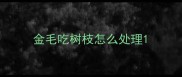 金毛吃树枝怎么处理