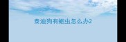 泰迪狗有蛔虫怎么办