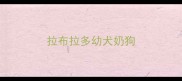 拉布拉多幼犬奶狗