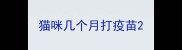 猫咪几个月打疫苗